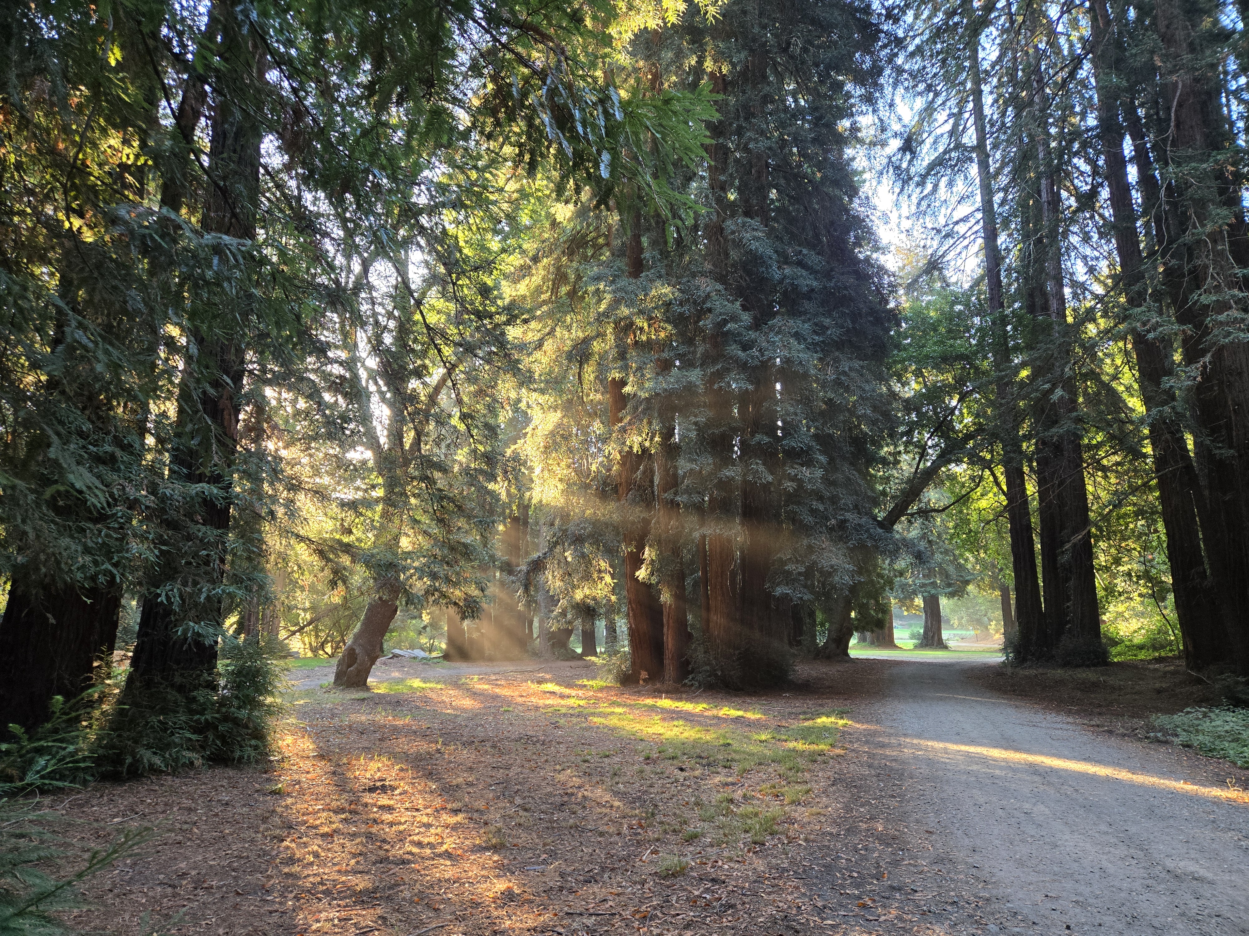 Mill Valley Golf Course trees